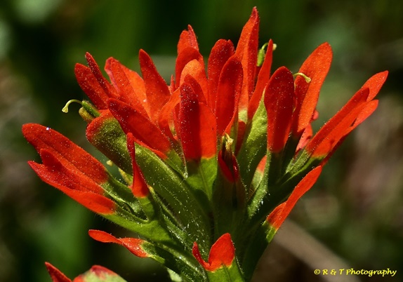 {Castilleja coccinea}